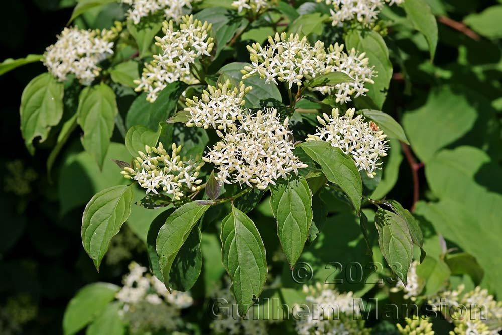 Cornus sanguinea