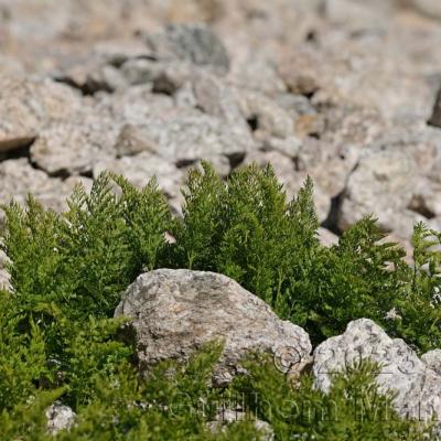 Cryptogramma crispa