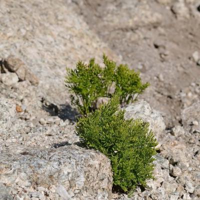 Cryptogramma crispa