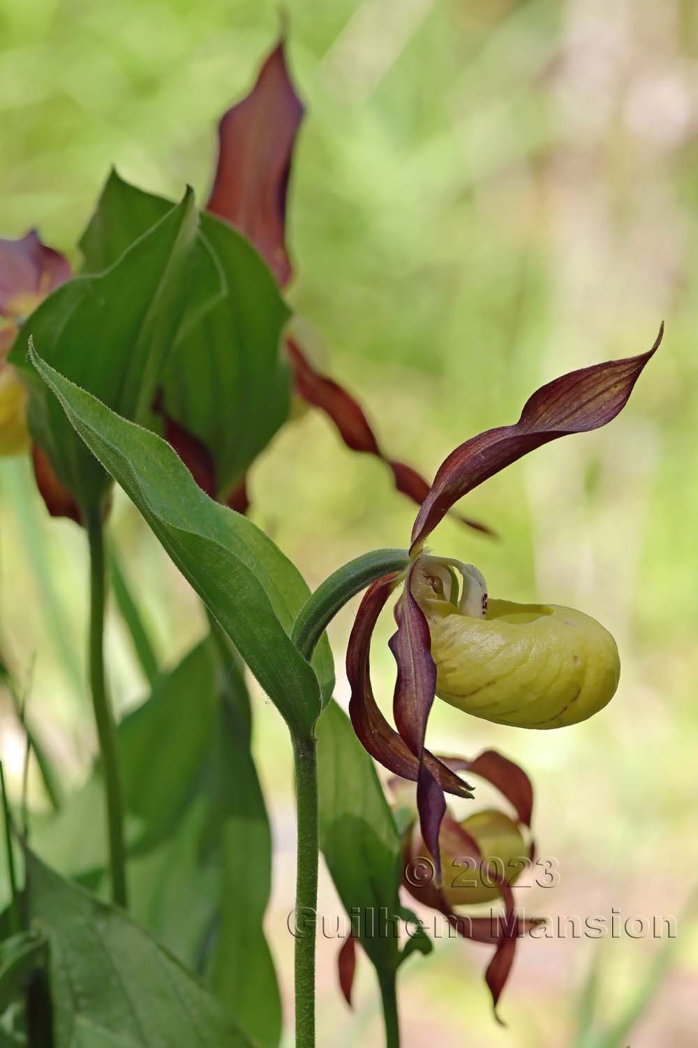 Cypripedium calceolus