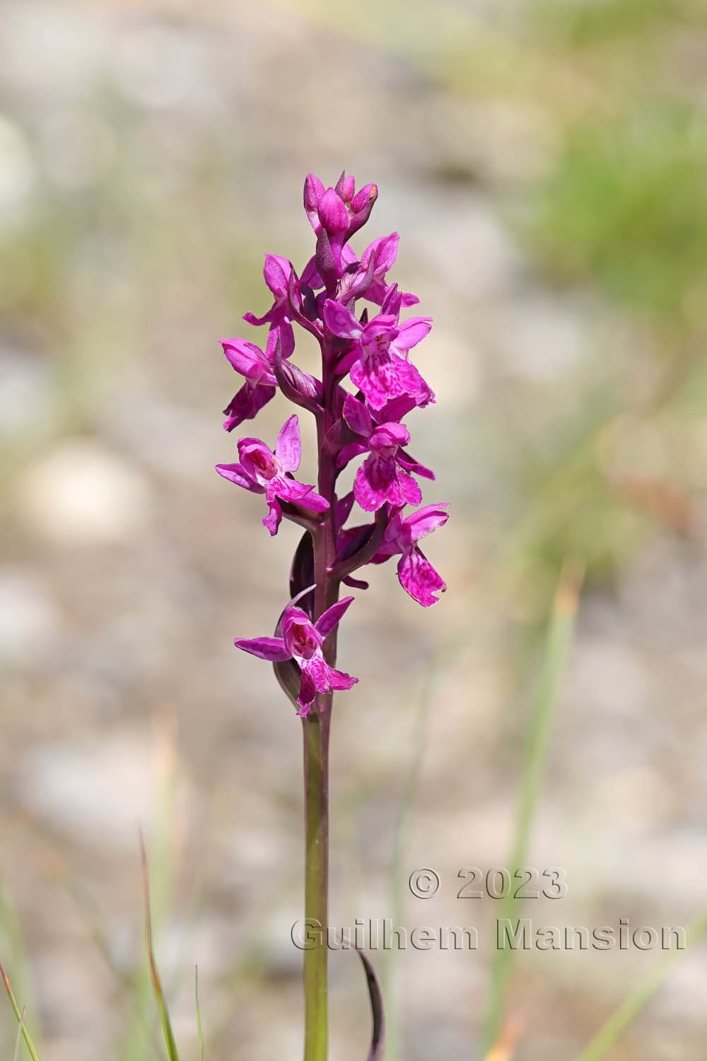 Dactylorhiza majalis