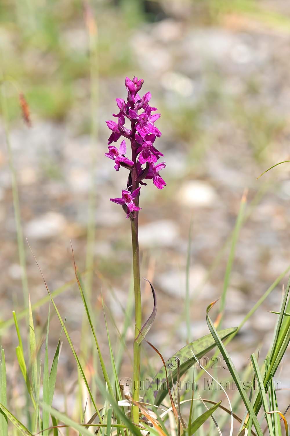 Dactylorhiza majalis