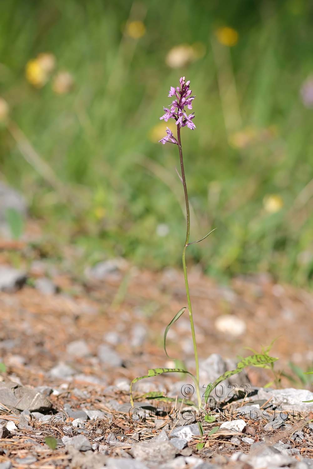 Dactylothiza fuchsii