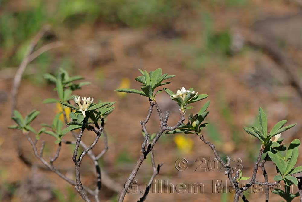 Daphne alpina