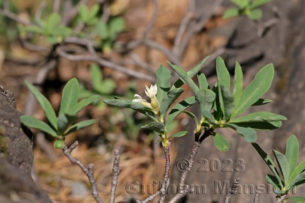 Daphne alpina