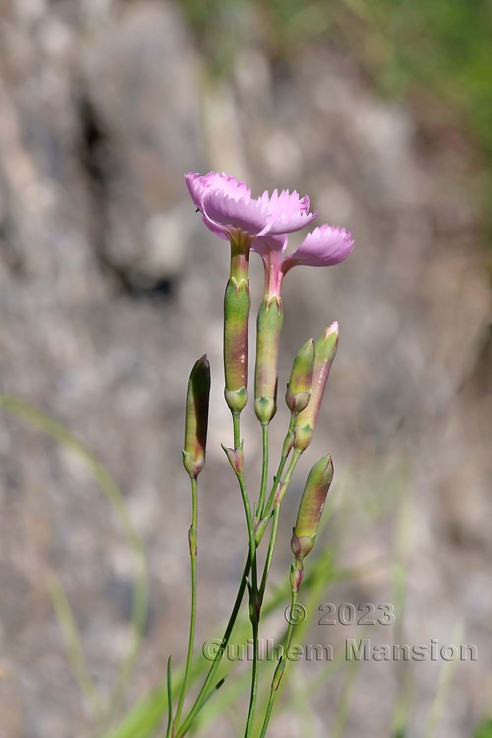 Dianthus sylvestris