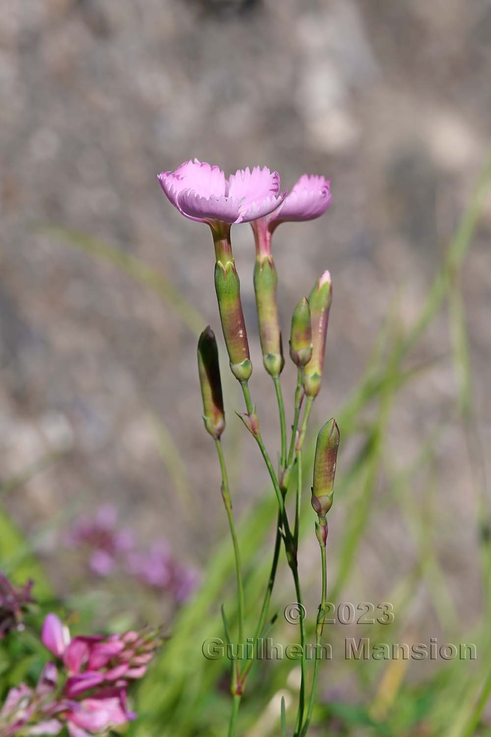 Dianthus sylvestris