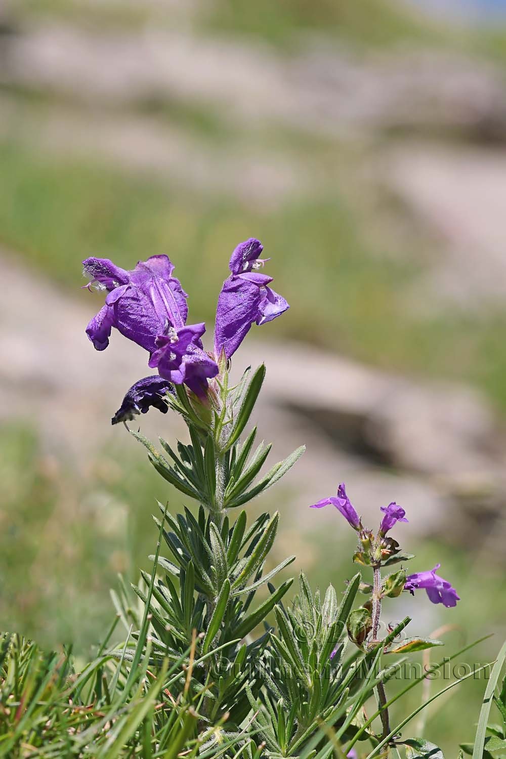 Dracocephalum austriacum