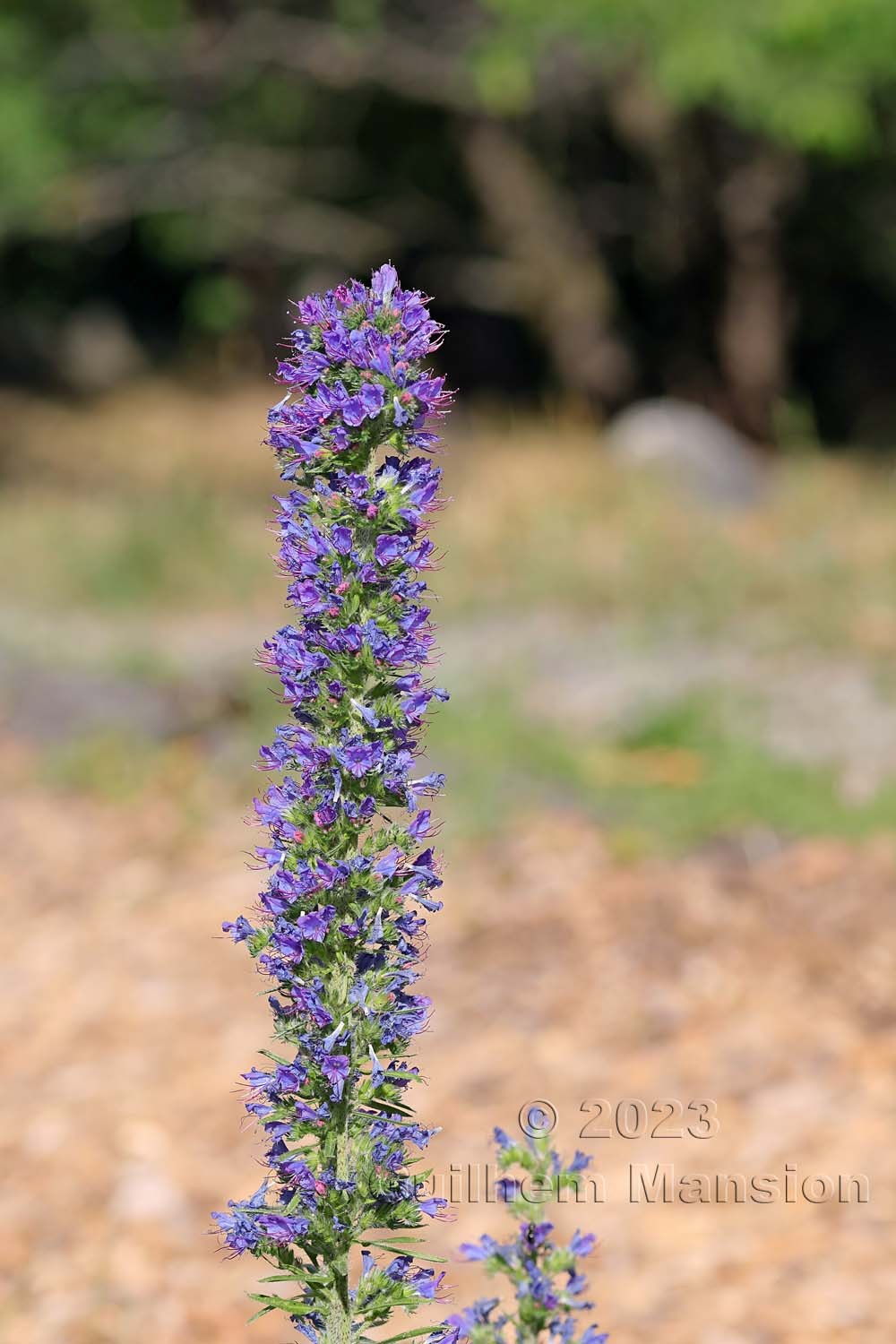 Echium vulgare