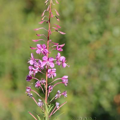 Epilobium angustifolium