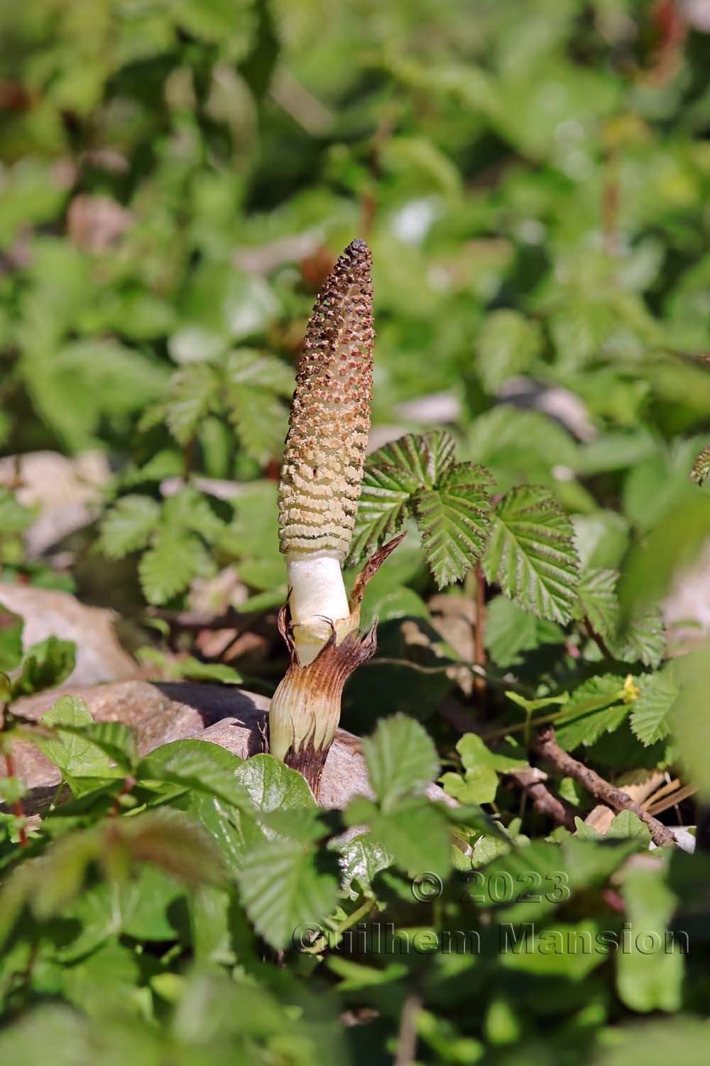 Equisetum telmateia