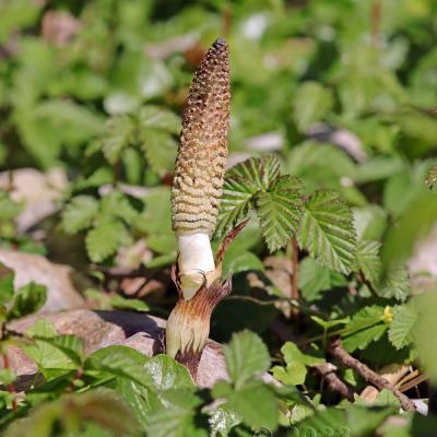 Equisetum telmateia