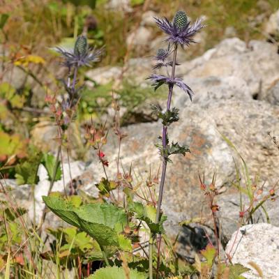 Eryngium alpinum