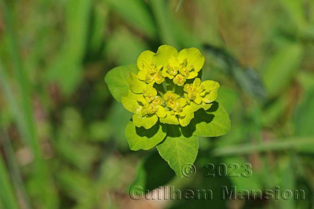 Euphorbia verrucosa