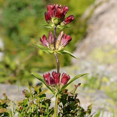 Gentiana purpurea