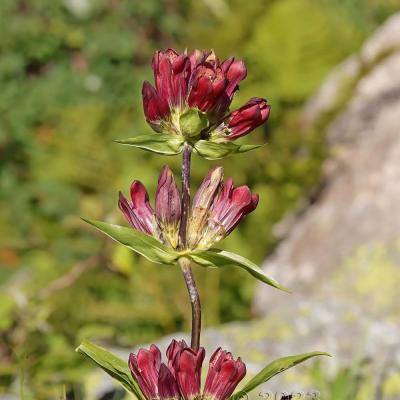 Gentiana purpurea