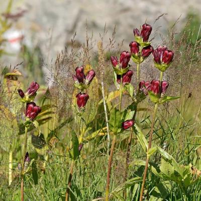 Gentiana purpurea