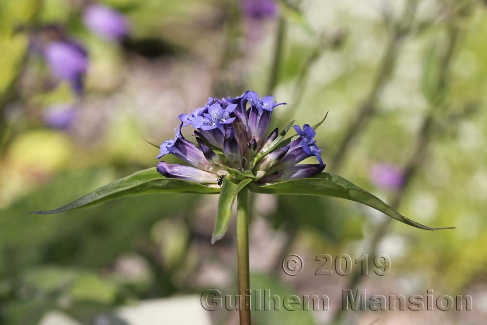 Gentiana tianschanica