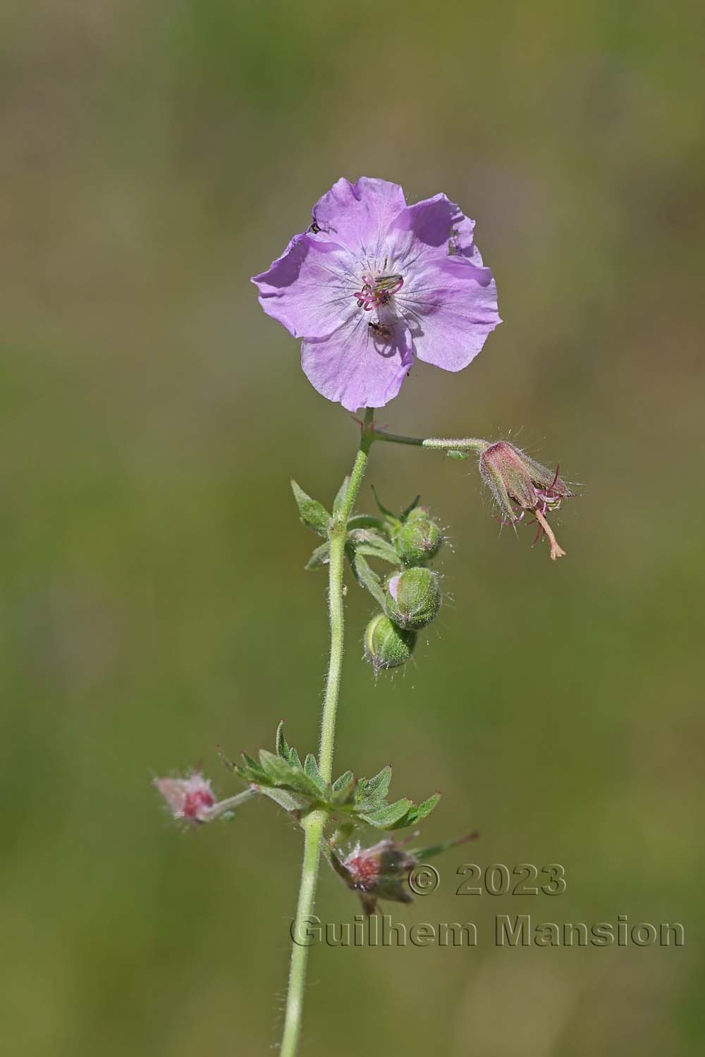 Geranium phaeum