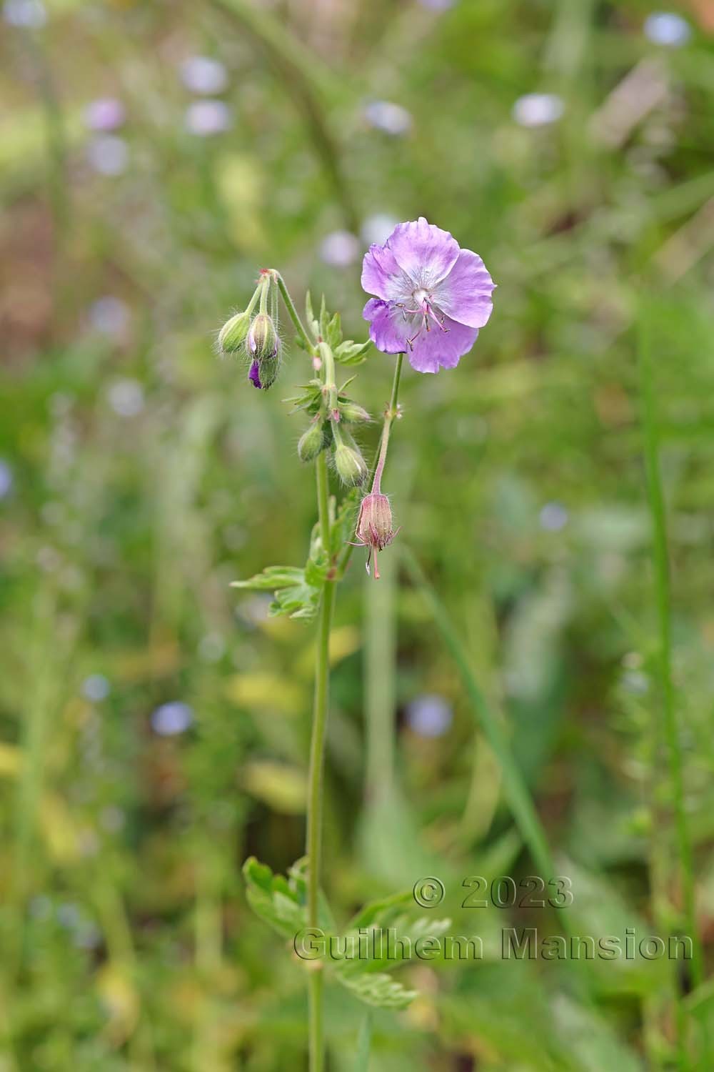 Geranium phaeum