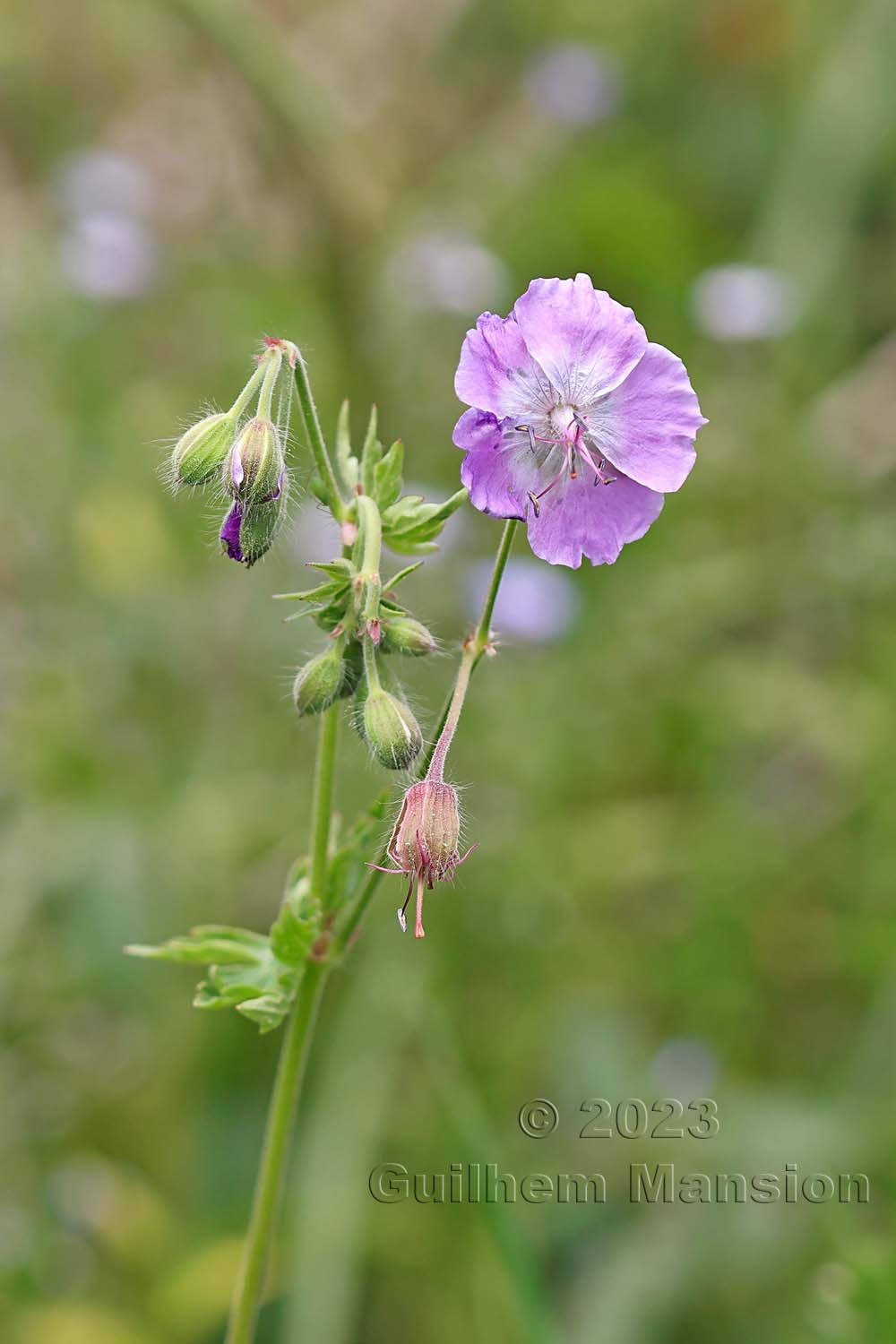 Geranium phaeum