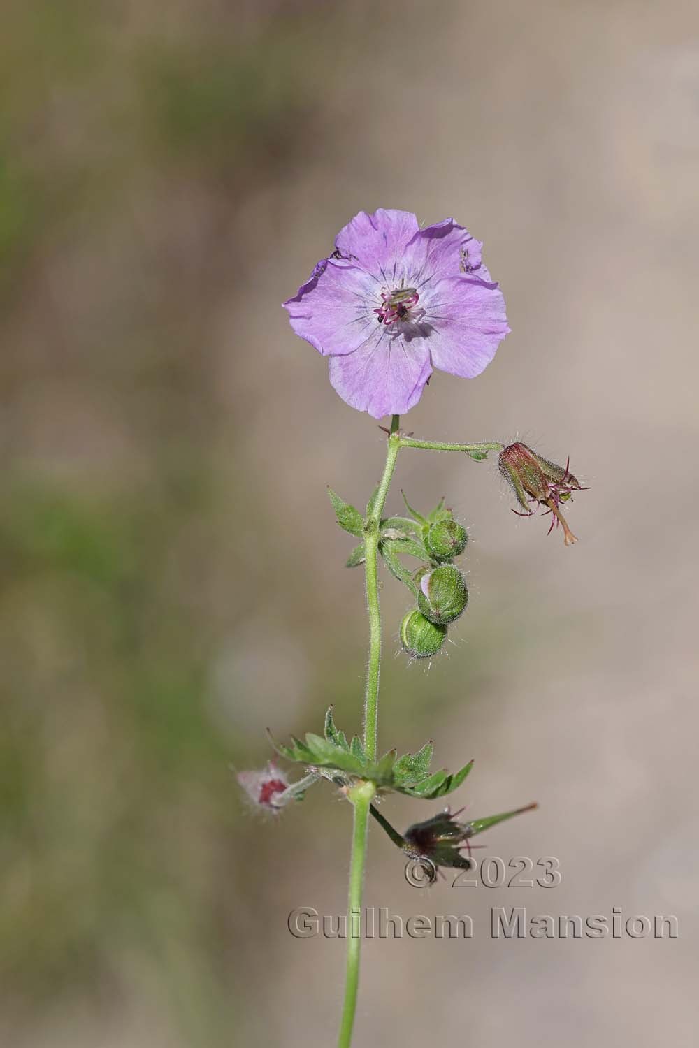 Geranium phaeum