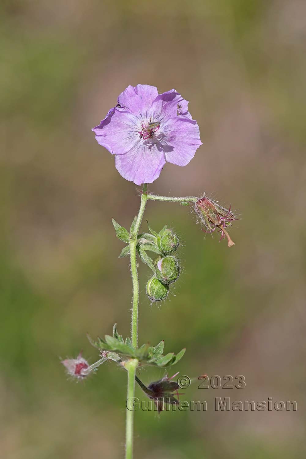 Geranium phaeum