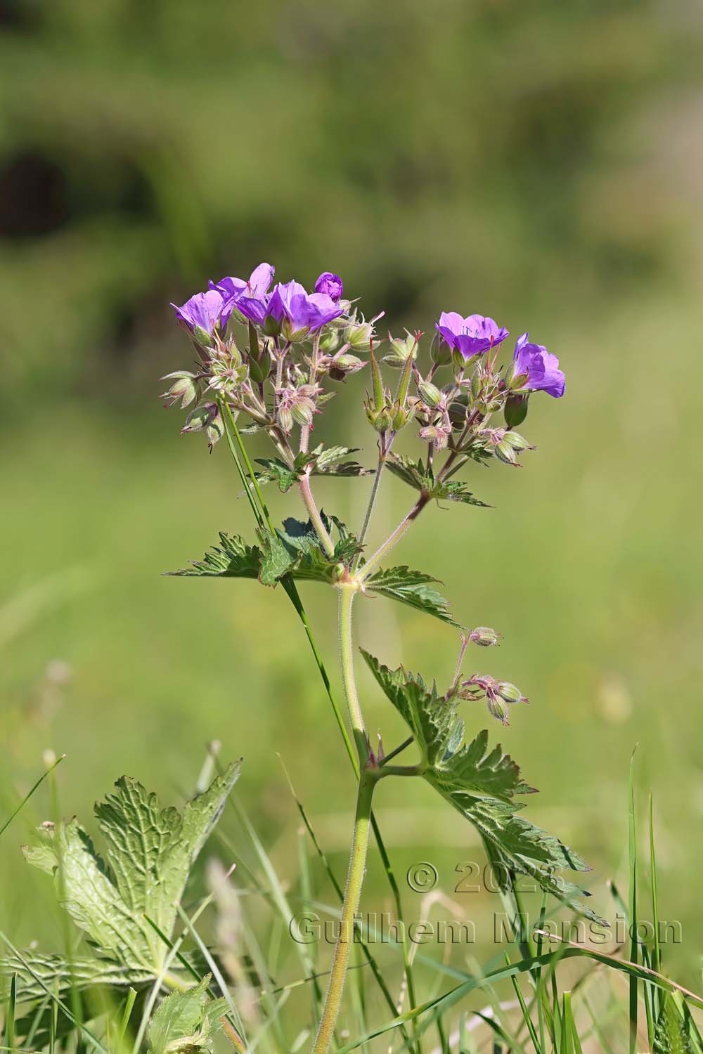 Geranium sylvaticum