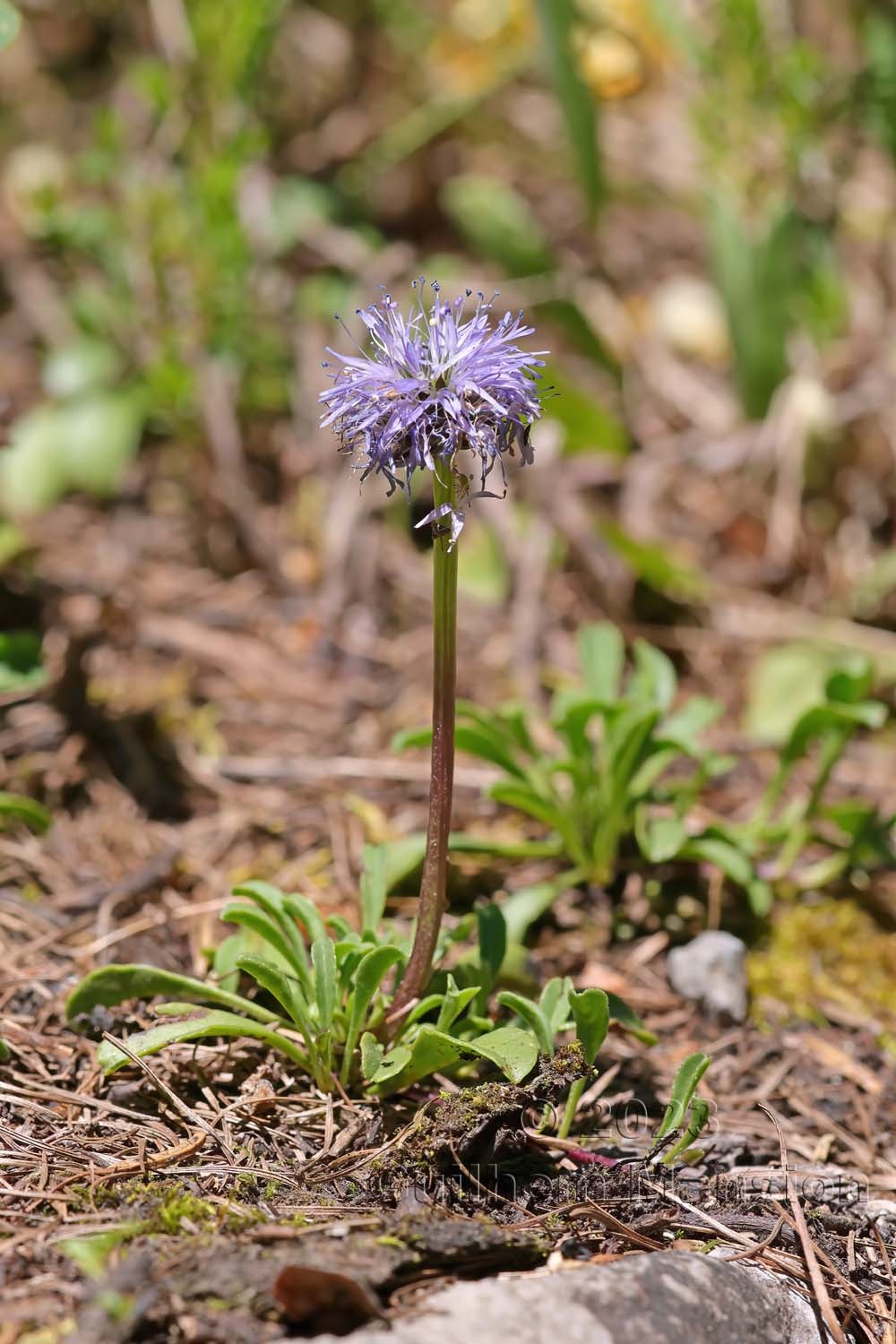 Globularia cordifolia