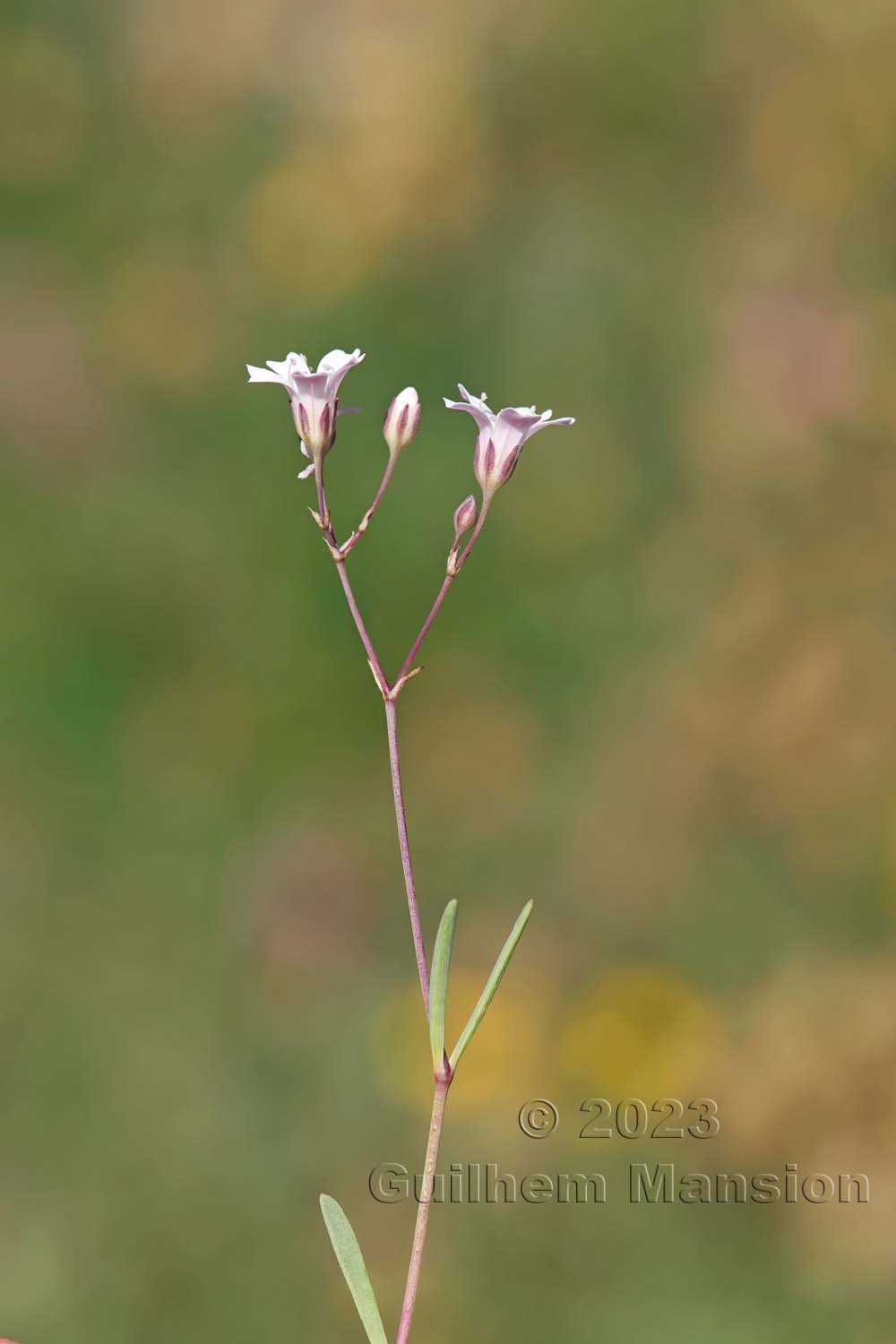 Gypsophila repens