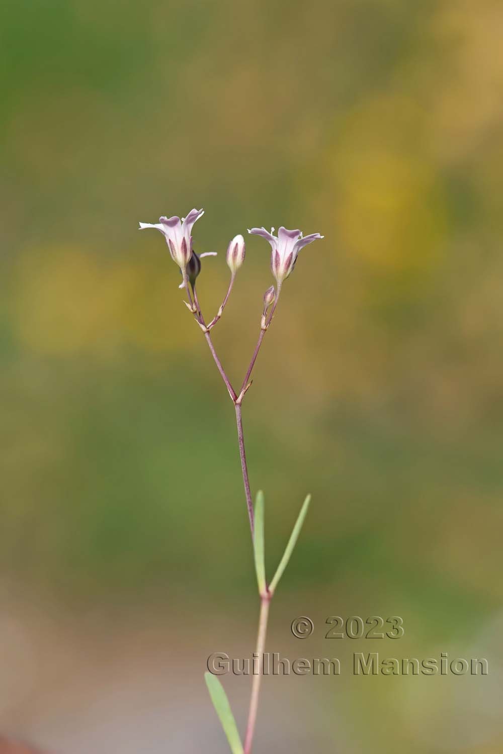 Gypsophila repens