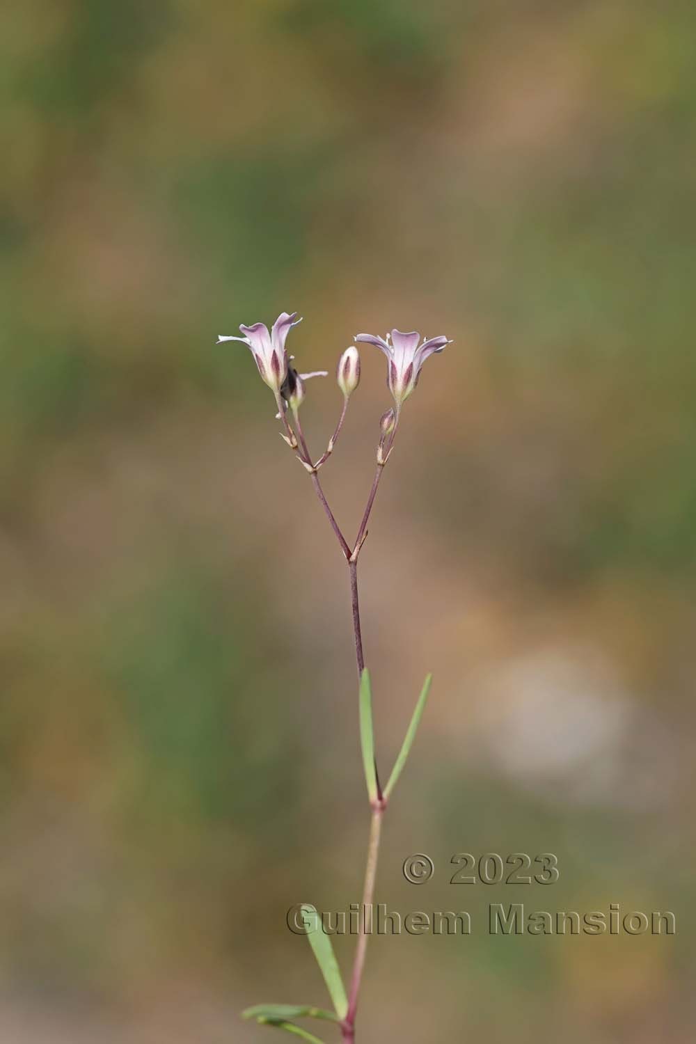 Gypsophila repens