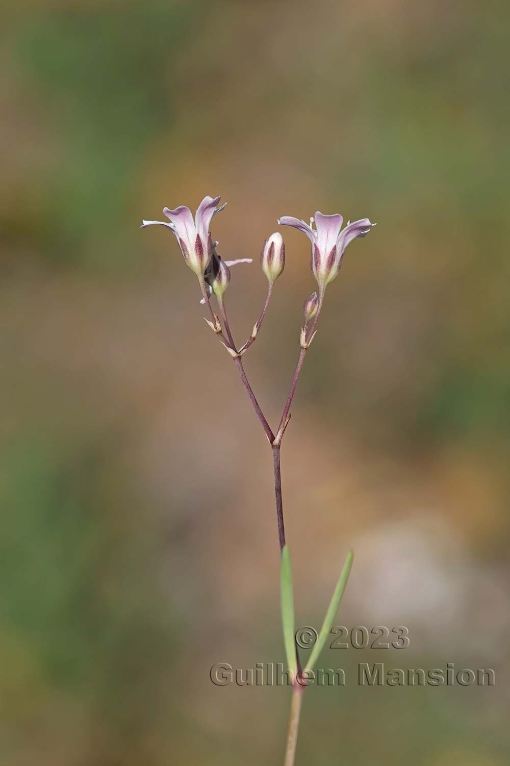 Gypsophila repens