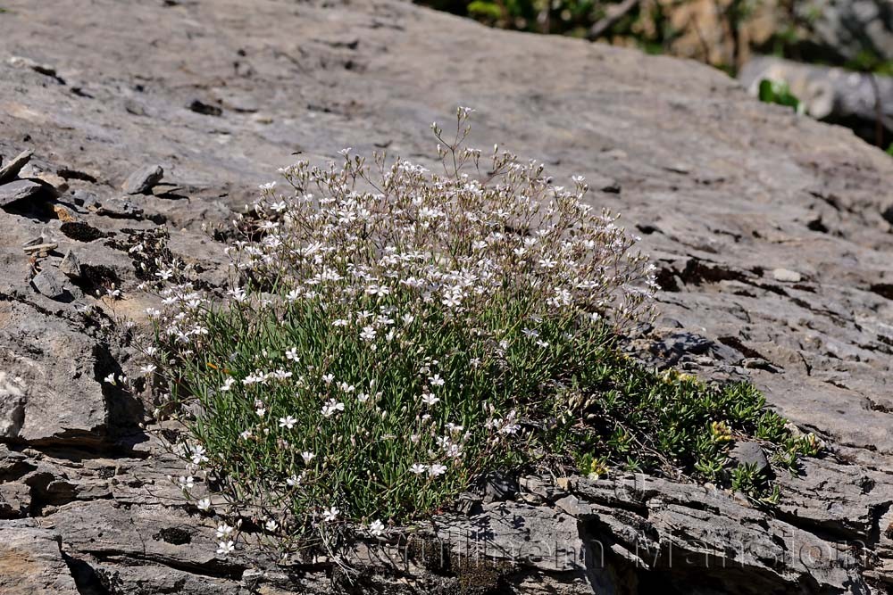 Gypsophila repens