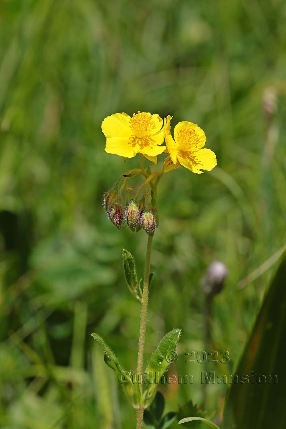 Helianthemum nummularium