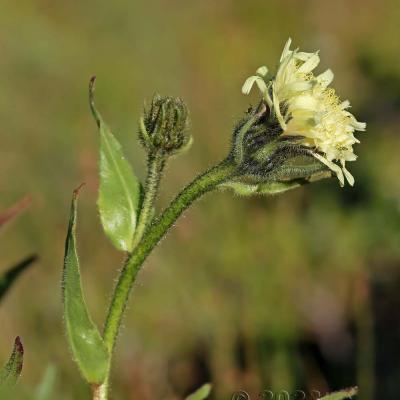 Hieracium intybaceum