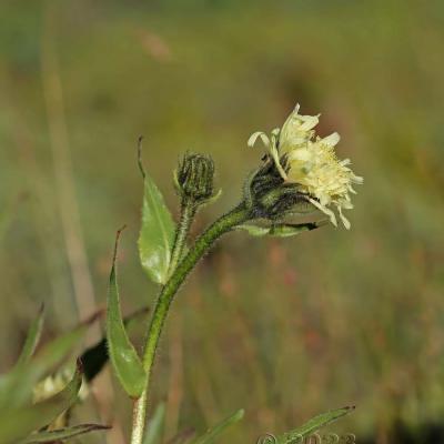 Hieracium intybaceum