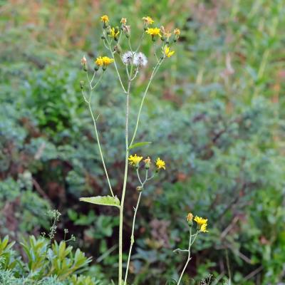 Hieracium prenanthoides