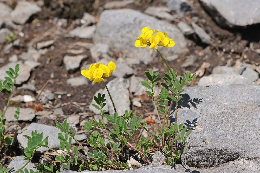 Hippocrepis comosa