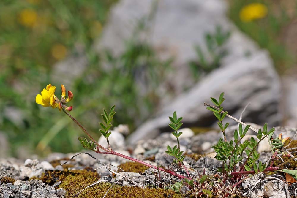 Hippocrepis comosa