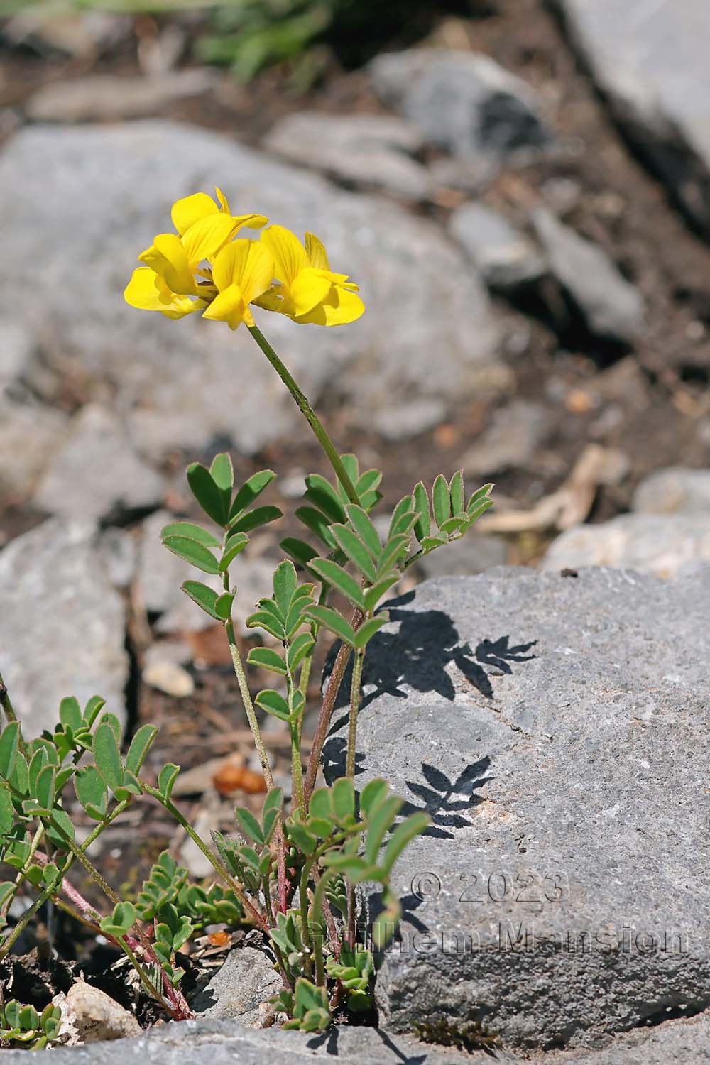 Hippocrepis comosa