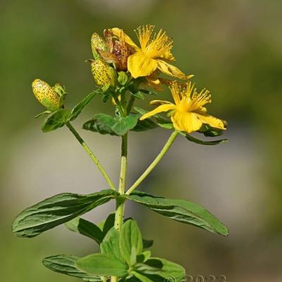 Hypericum maculatum