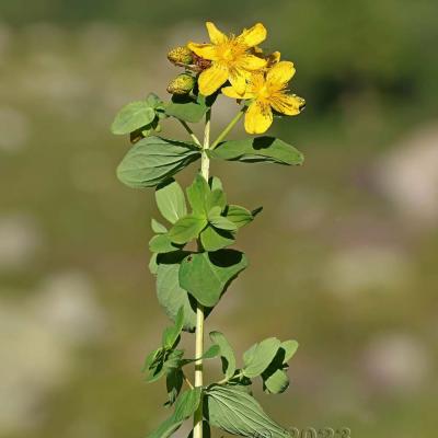 Hypericum maculatum