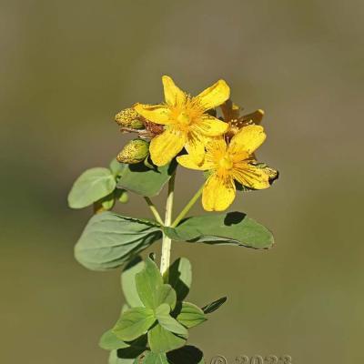 Hypericum maculatum