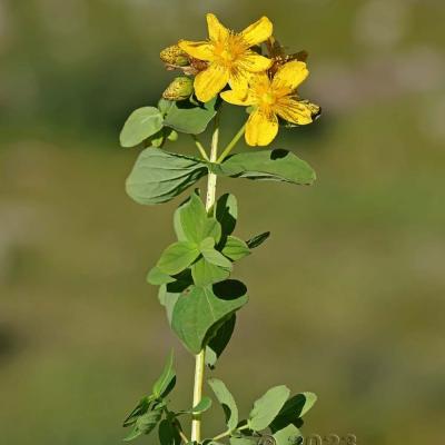 Hypericum maculatum