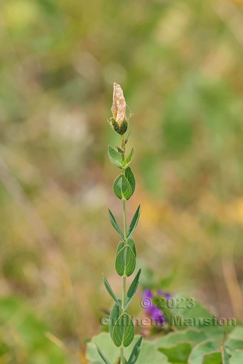 Hypericum richeri