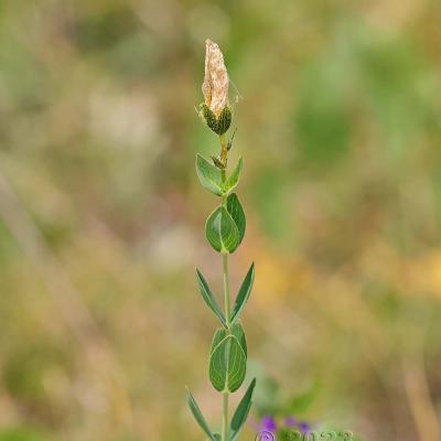 Hypericum richeri