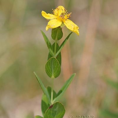 Hypericum richeri