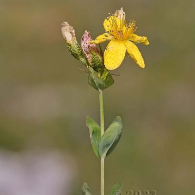 Hypericum richeri