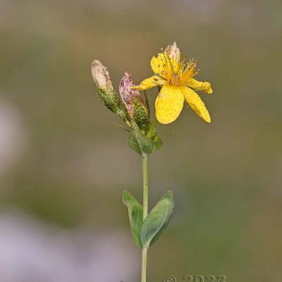 Hypericum richeri